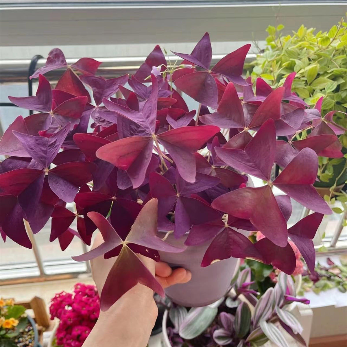 24 Purple Shamrocks Bulbs N258