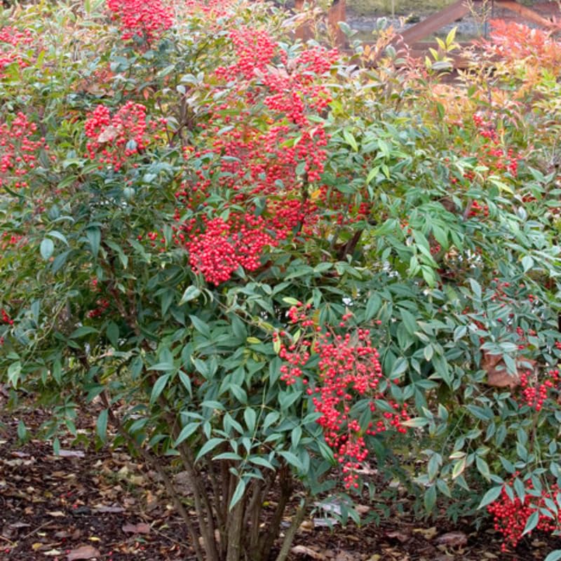 Ornamental Nandina Plant Live in Quart Pot Q865