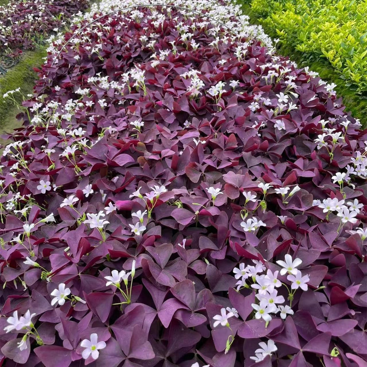 24 Purple Shamrocks Bulbs N258