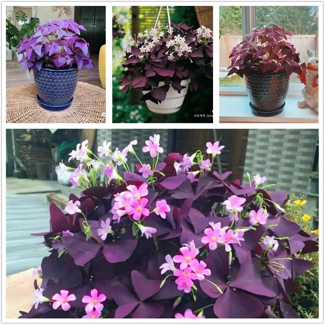 24 Purple Shamrocks Bulbs N258