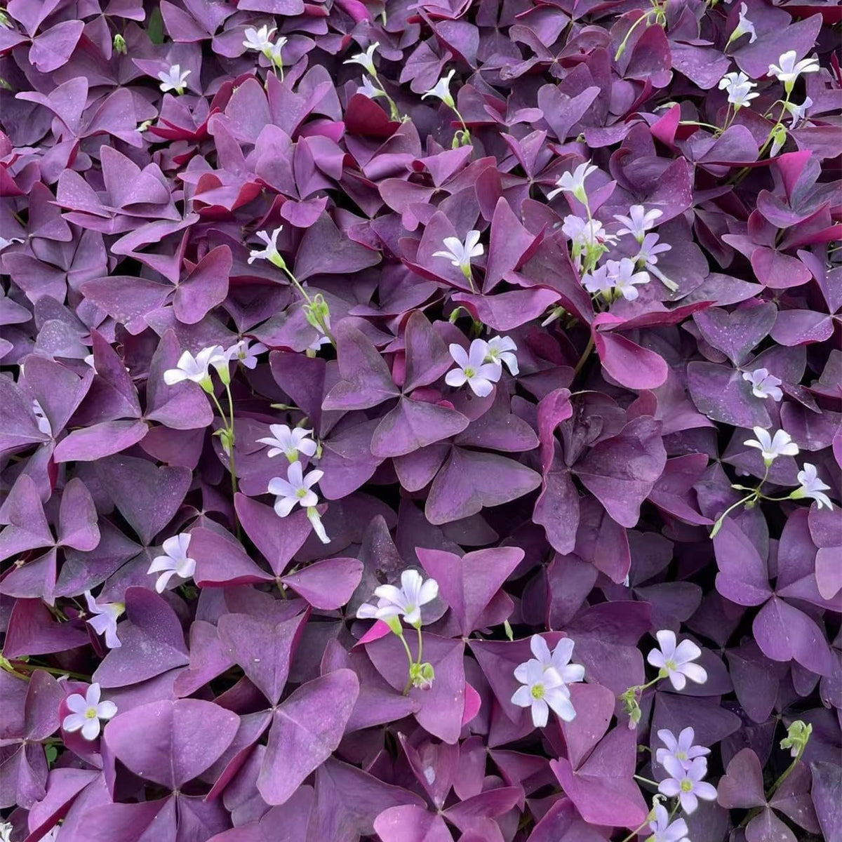 24 Purple Shamrocks Bulbs N258