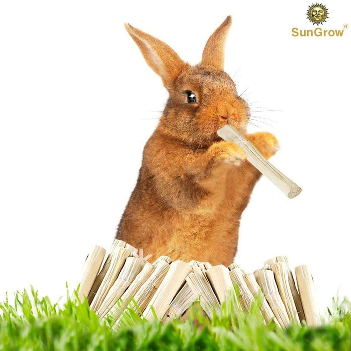 Sweet Bamboo Chew Sticks Small-Pet Dental Treats & Snacks O3130