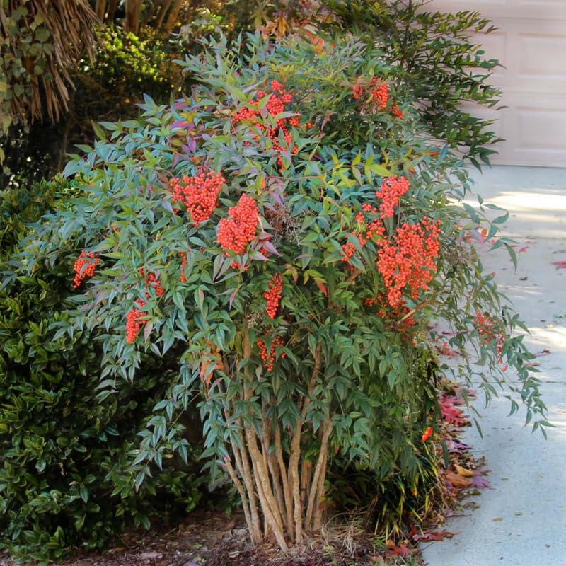 Ornamental Nandina Plant Live in Quart Pot Q865