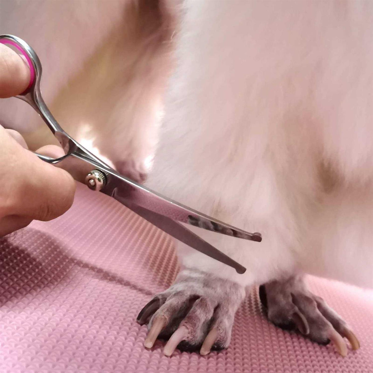 Dog Grooming Scissors with Safety Round Tips Stainless Steel J783