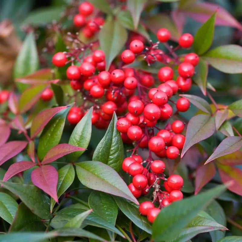 Ornamental Nandina Plant Live in Quart Pot Q865