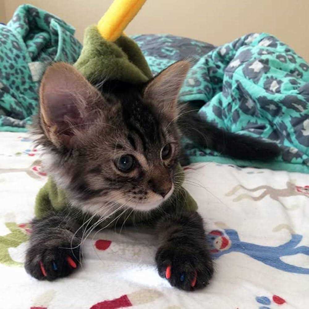 Soft Nail Caps for Cats W53393