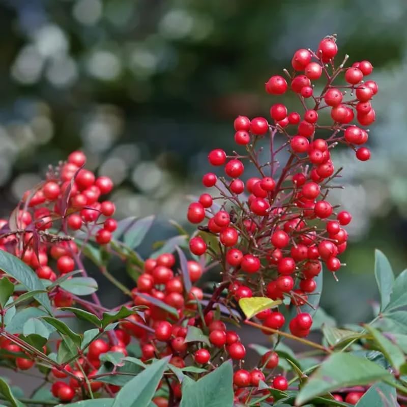 Ornamental Nandina Plant Live in Quart Pot Q865