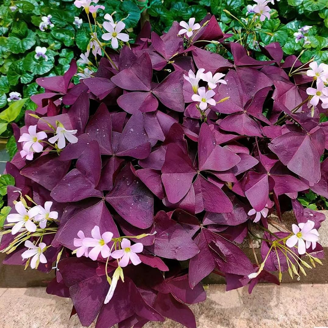 24 Purple Shamrocks Bulbs N258